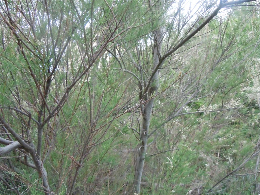 Albero da identificare:  Tamarix cfr. gallica  (Caryophyllales - Tamaricaceae)